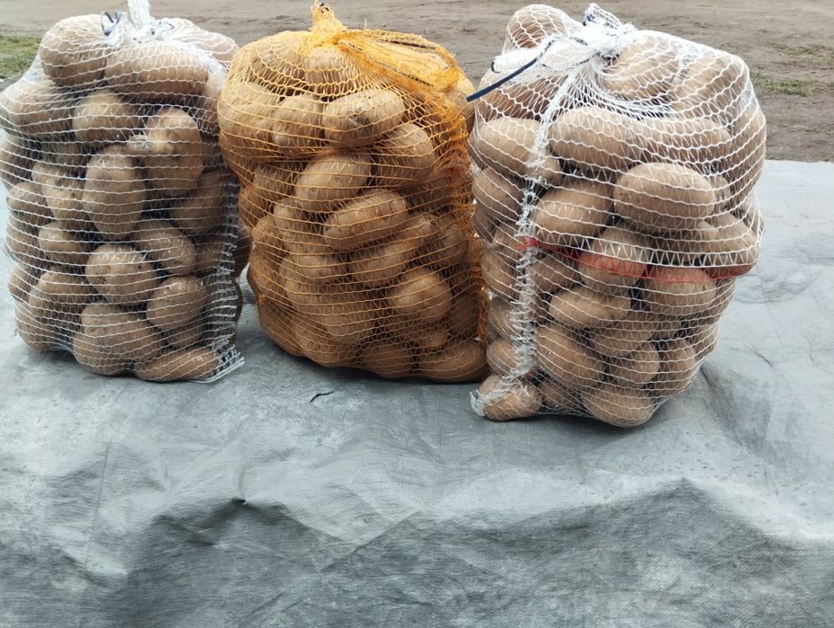 Ziemniaki Catania Noya Jurek