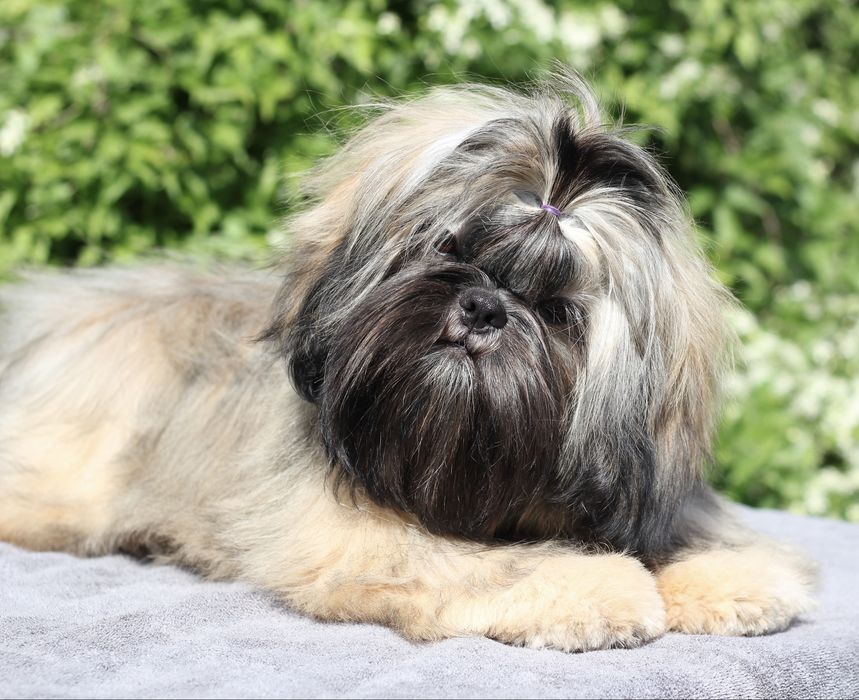 Неймовірна красуня, має вже титри антитіл до сказу