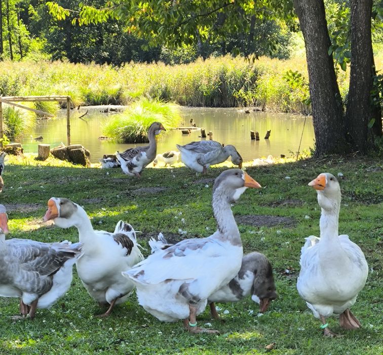 Młode Gęsi Chołmogory