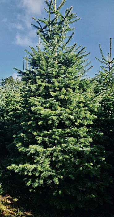 Jodla kaukaska 2.70-4.00 swierk choinki