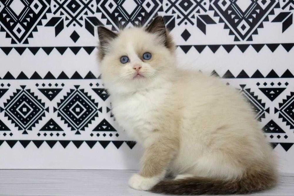 Надзивайчний красунчик хлопчик. Регдолл порода.