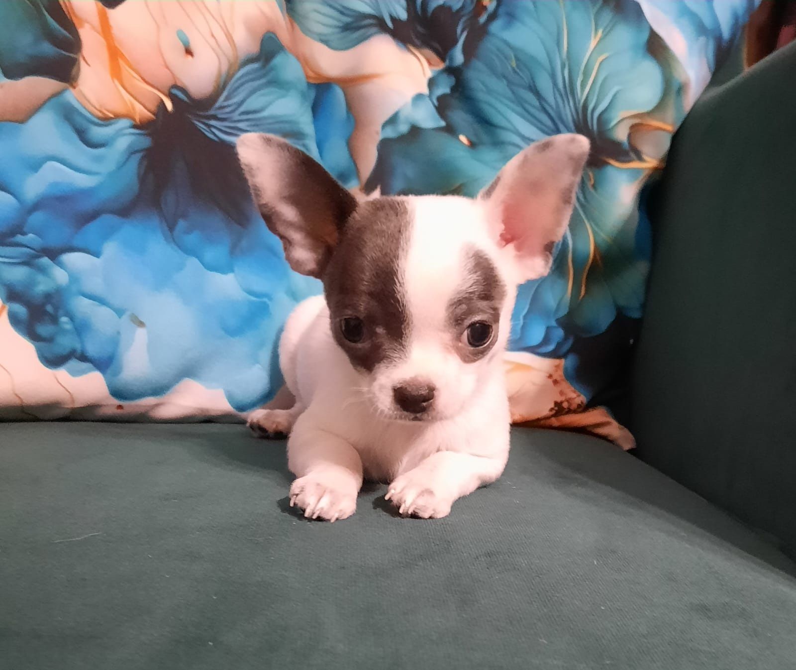 Chihuahua prześliczna suczka.