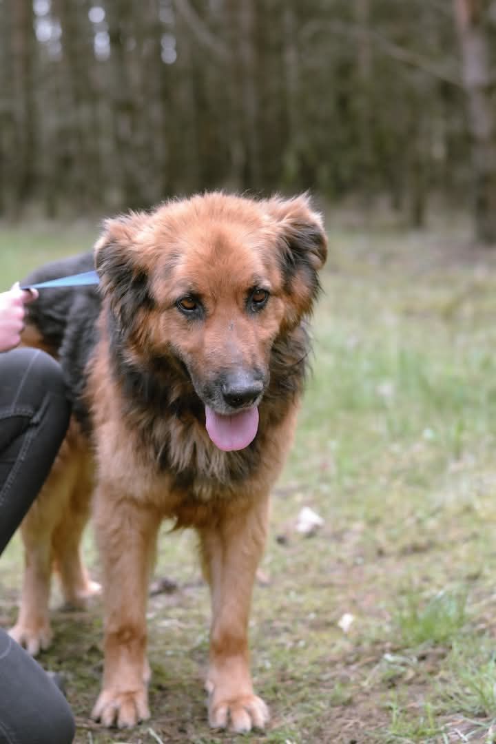 Adoptuj uroczego Kokoska
