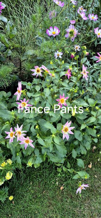 Dalia 2 bulwy FANCY Pants, Rebecas World, Biała pomponowa