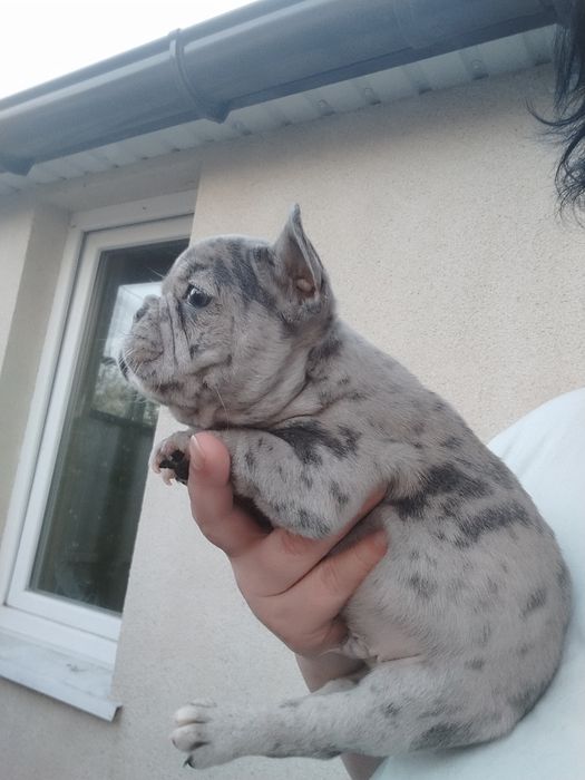 Французькі булочки