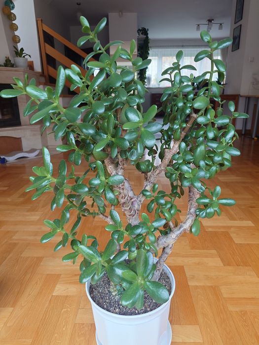 Drzewko szczęścia Grubosz Crassula, Gasteria sukulenty