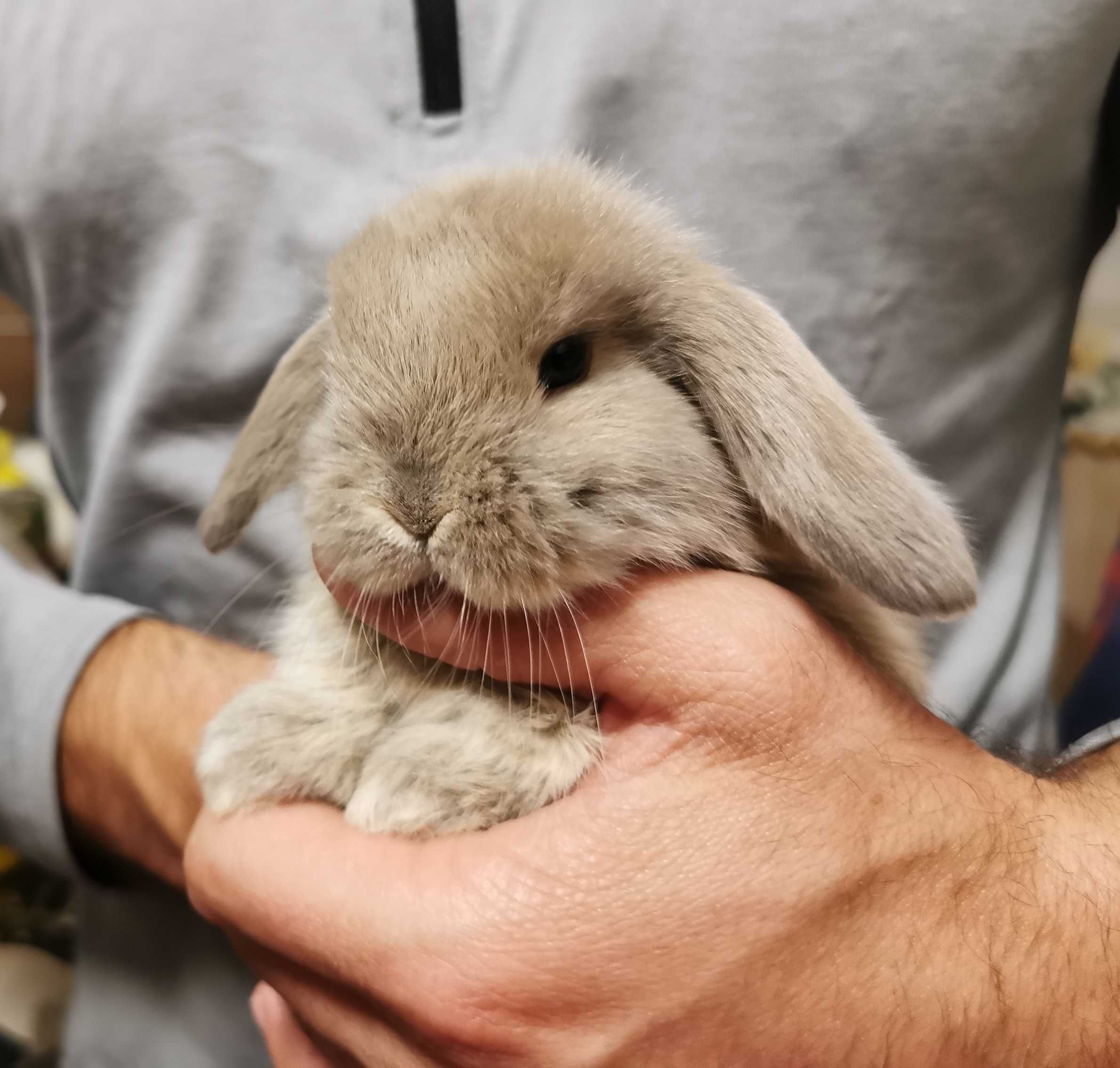 KIT Coelhos anões mini lop(orelhudos) super dóceis