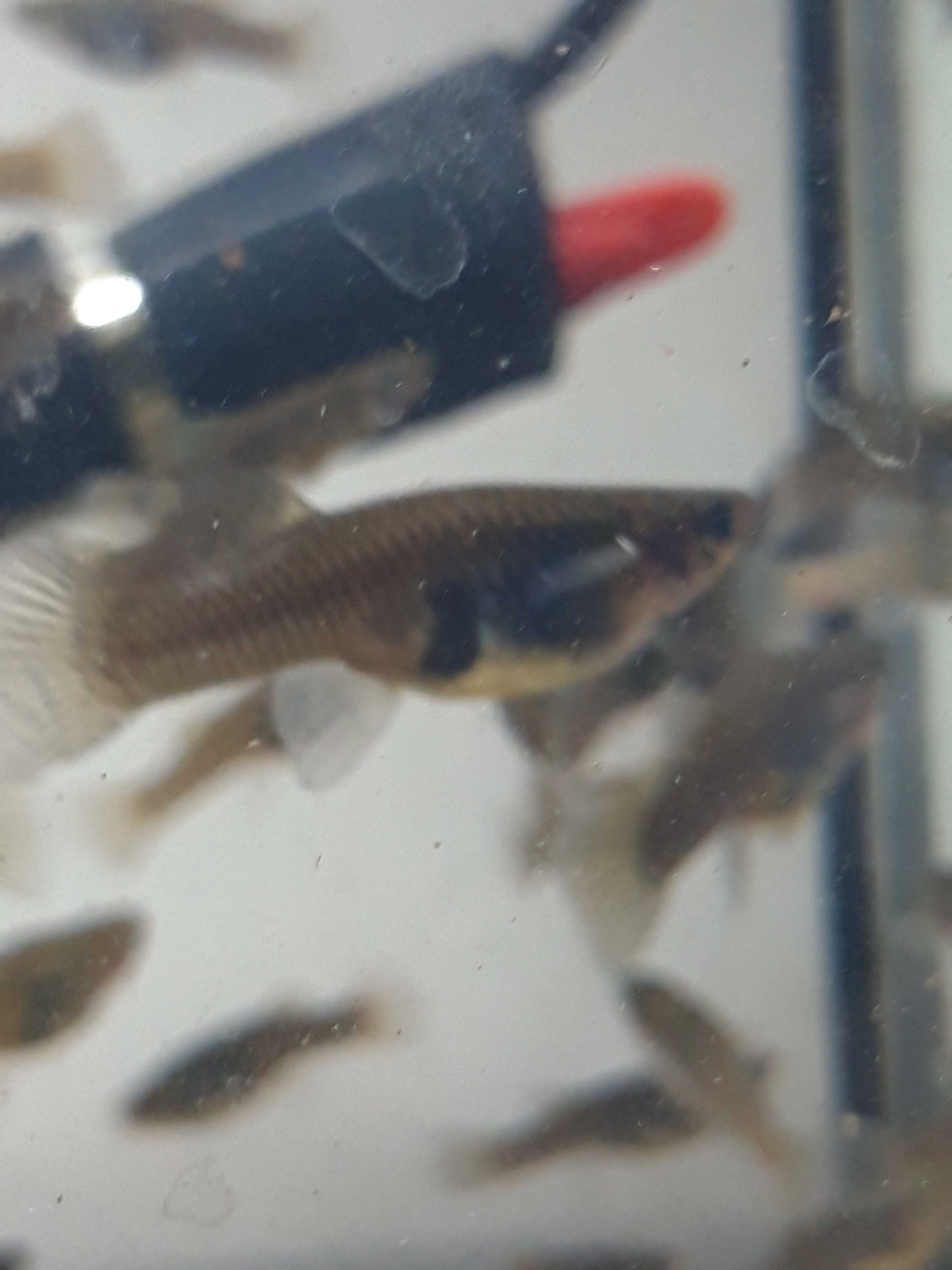 C/Oferta  Guppys endler adultas