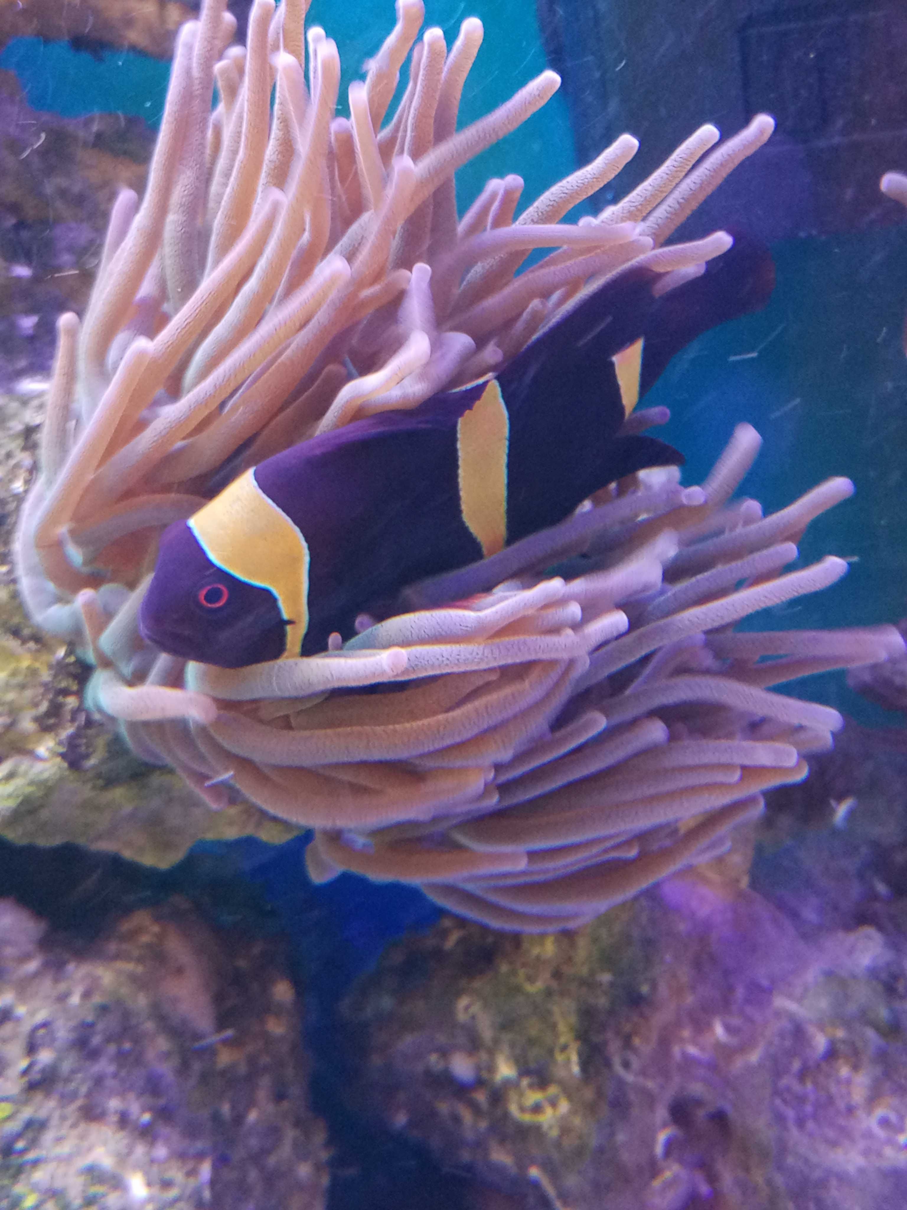 Blazenek Maroon gold stripe premnas biaculeatus