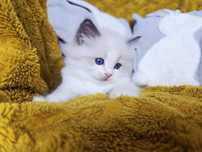 Blue bicolour rodowód WCF Ragdoll