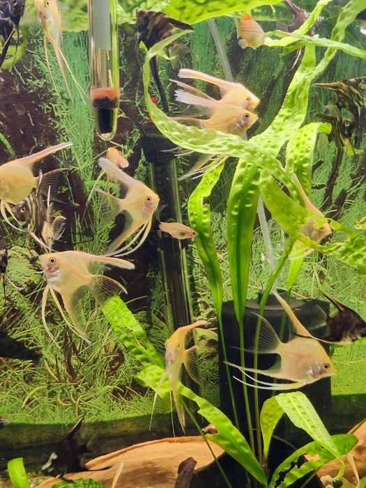 Skalary złote weloniaste