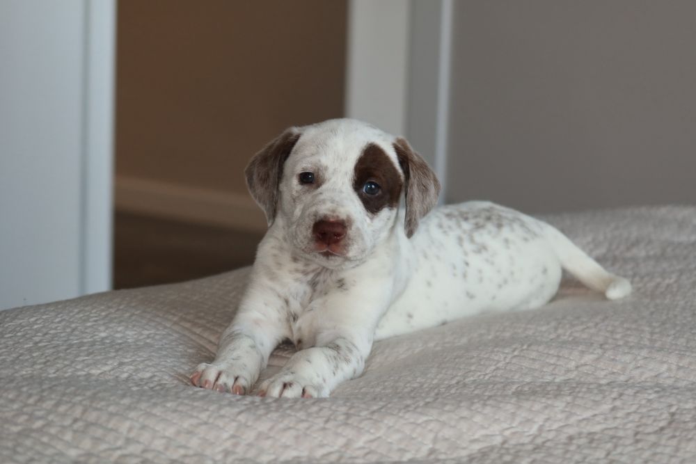 Далматинець хлопчик