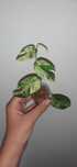 epipremnum pinnatum marble variegata + epipremnum pinnatum variegata