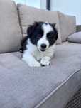 Suczka Border Collie/ Czarno-biała