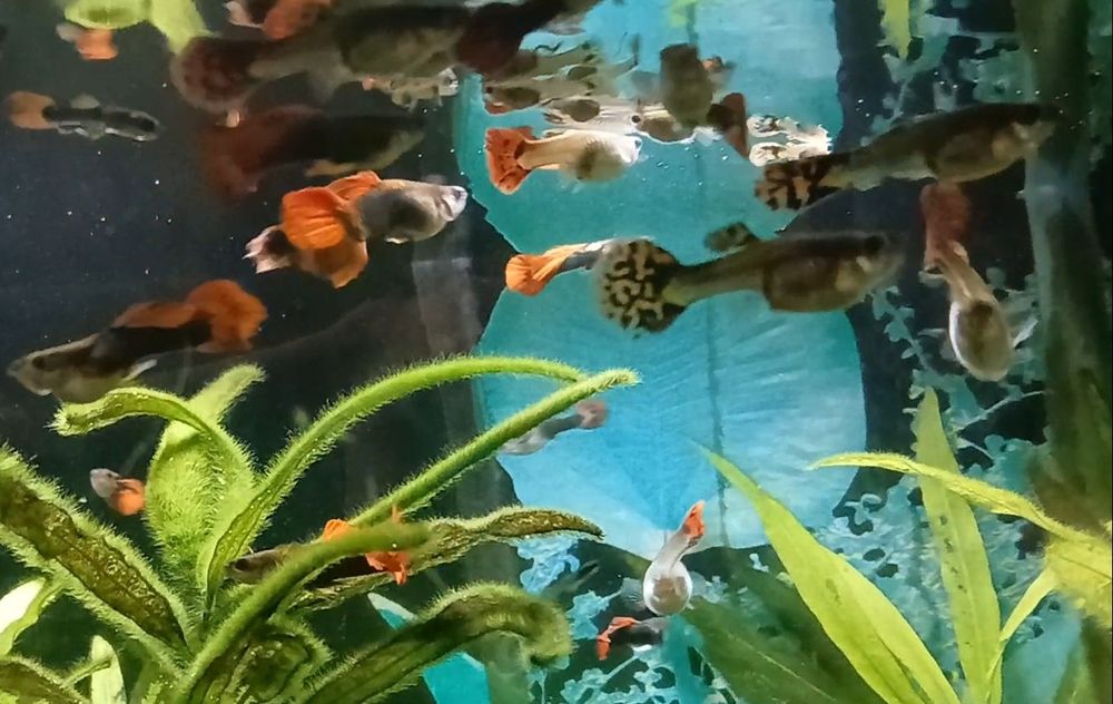 Rybki Gupiki 4szt za 10zł