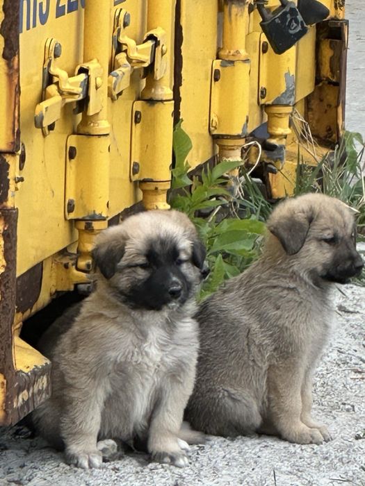Цуценя метисів до дому