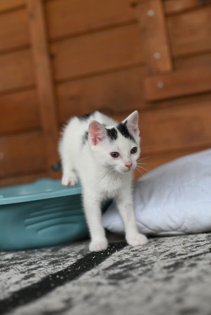 Malutka kotka Nala czeka na dom