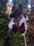 Hobby horse gniado- srokaty