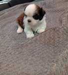 Śliczna suczki Shih Tzu Tri color - do rezerwacji