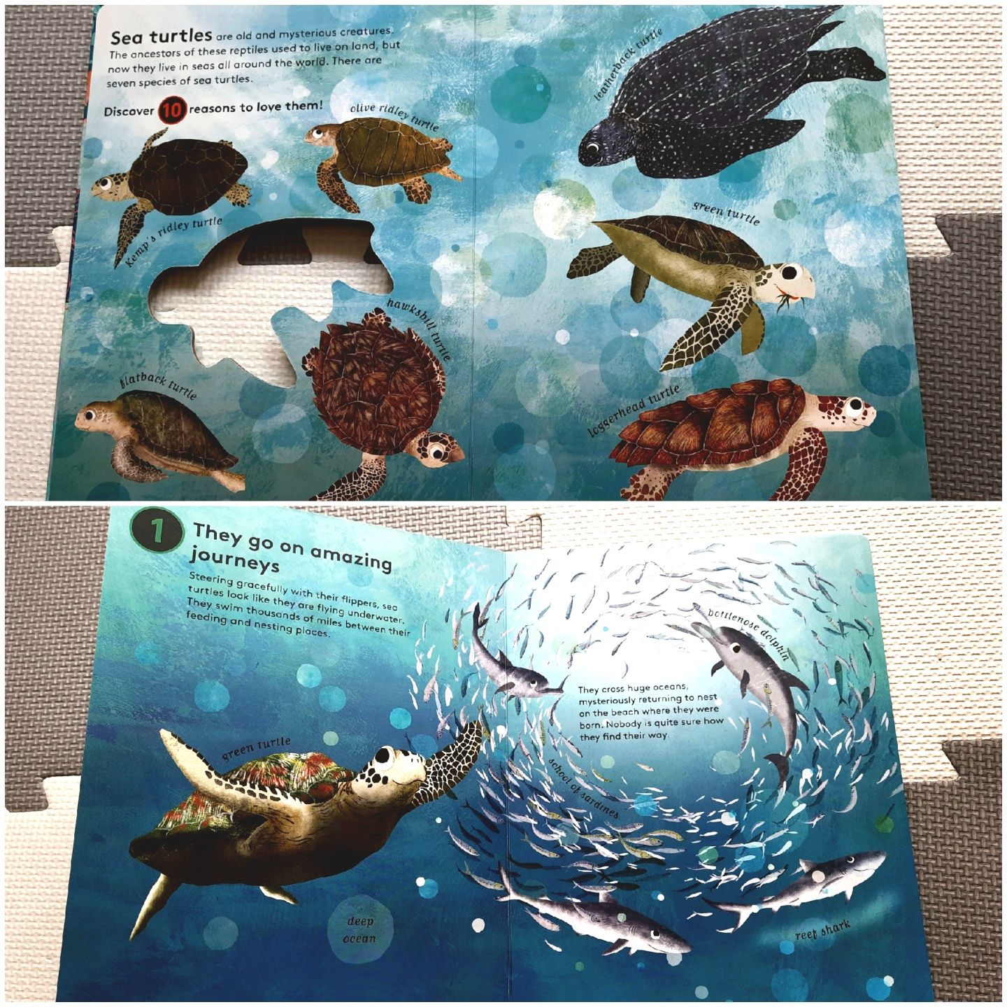 UNIKAT 10 reasons to love a turtle książeczka o żółwiach po angielsku