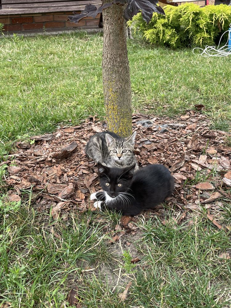 Koty do adopcji ZA DARMO