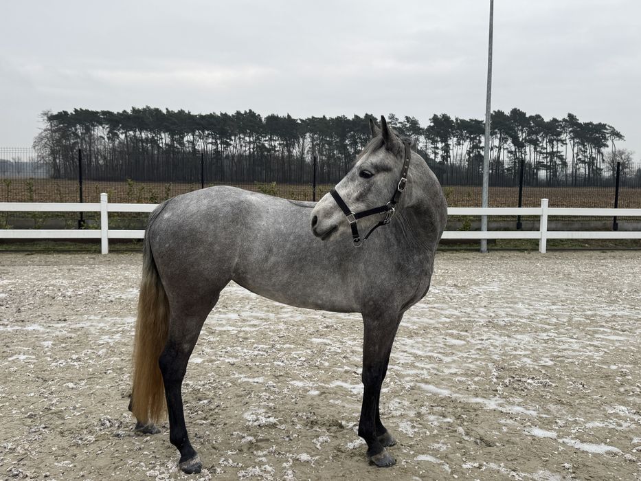 Kuc Connemara Class 1