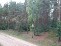 Sprzedam 45-letni LAS 4,5956ha