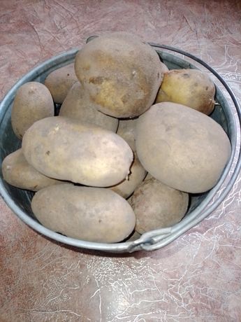 Продам картофель крупный и семенной
