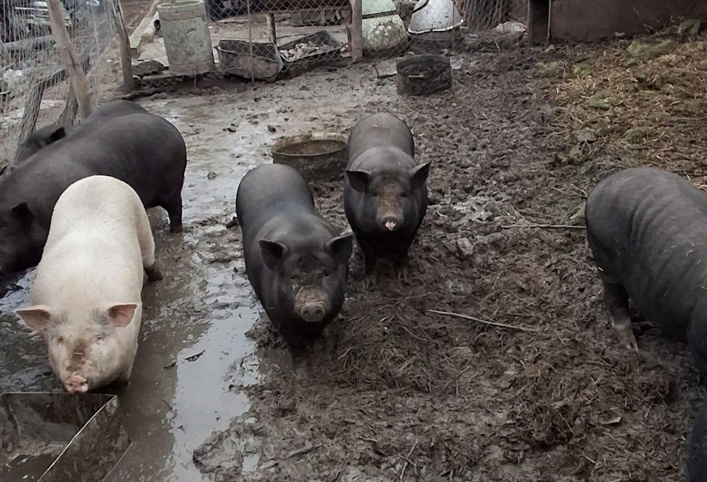 Продам в'єтнамських свиней