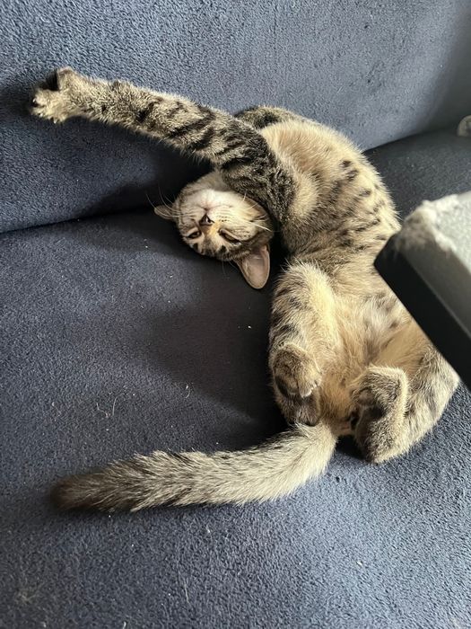 Mała kotka Lawenda czeka na dom