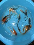 Carpas Koi Véu / Butterfly 12-15cm - FAÇO ENVIO
