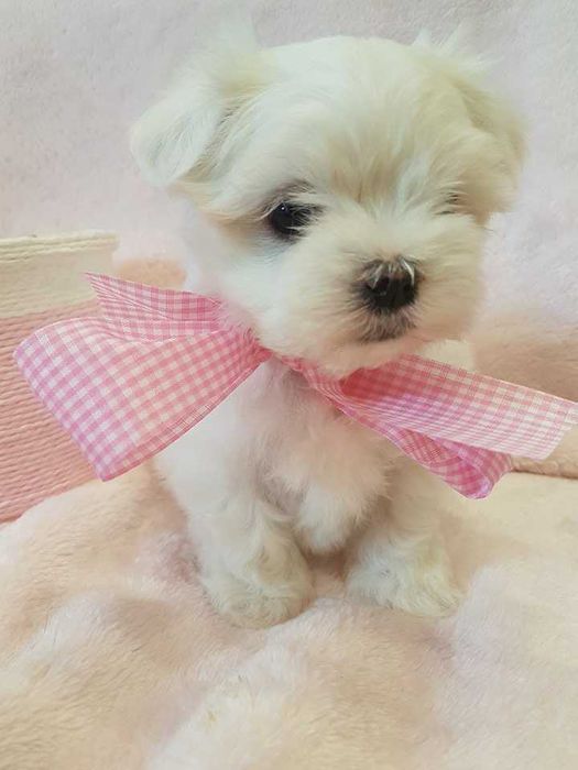 Mini Maltańczyk Piesek, rodowód, chip . Czysto biały.