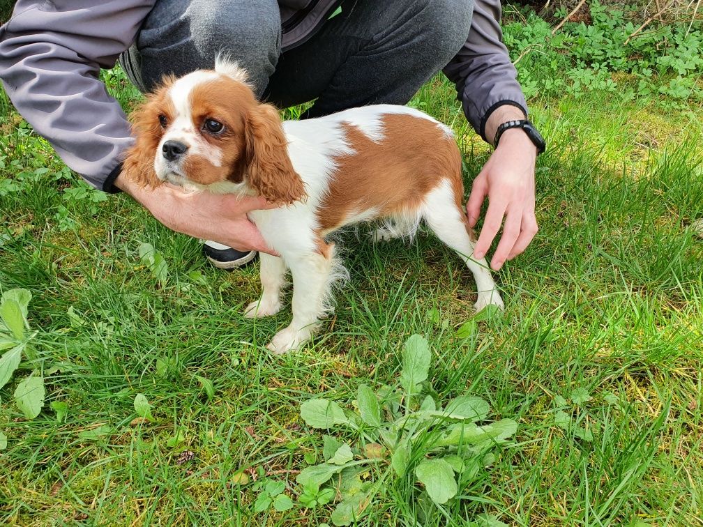 Suczka - ZKwP - Cavalier King Charles Spaniel