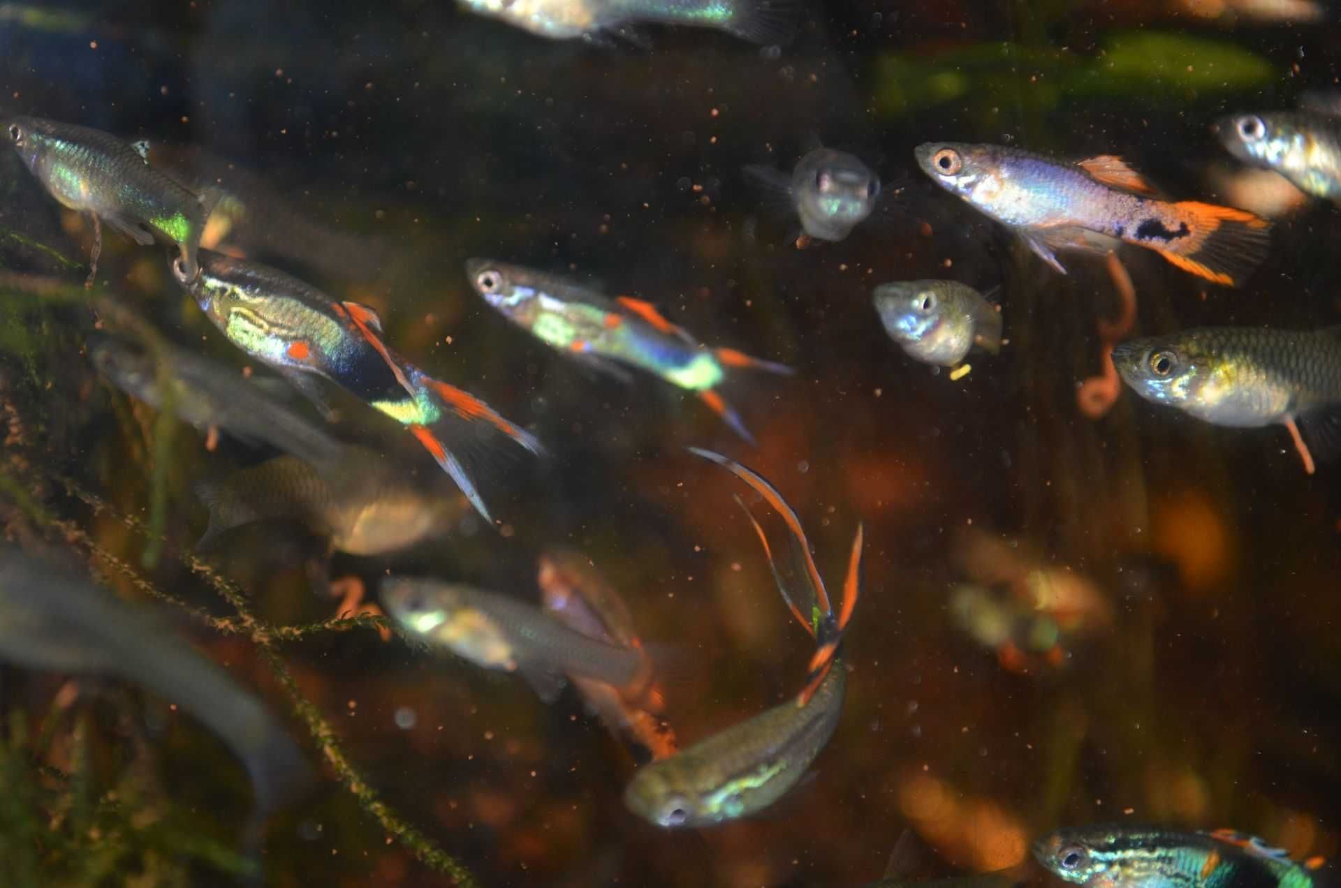 Endlers saudáveis - resistentes e coloridos