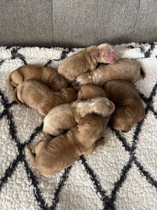 Cockapoo samiec F1 badania genetyczne