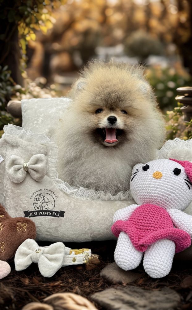 Pomeranian Szpic Miniaturowy FCI Wyjątkowa piękność