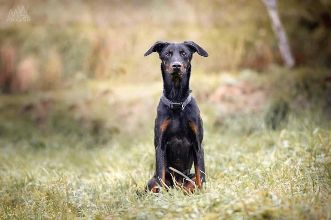 W typie dobermana - energiczny, młody, piękny pies