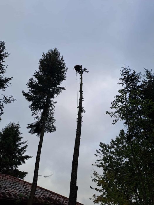 Usługi rębakiem do gałęzi, wycinka drzew, karczowanie działek