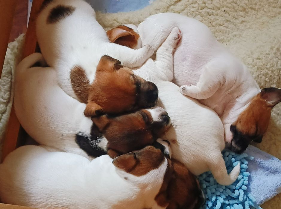 В'язка Джек Рассел тер'єр