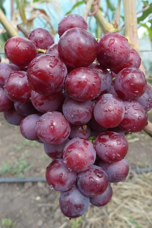 Саджанці винограду. Киш Миші, Слава Україні, Століття