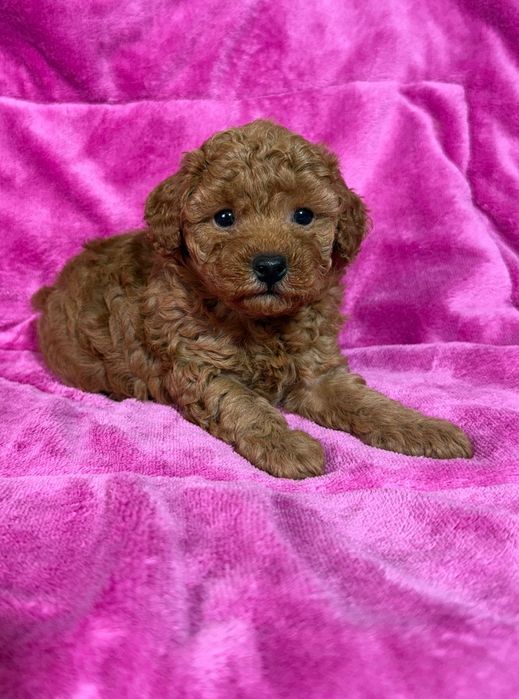 Śliczna suczka pudel toy