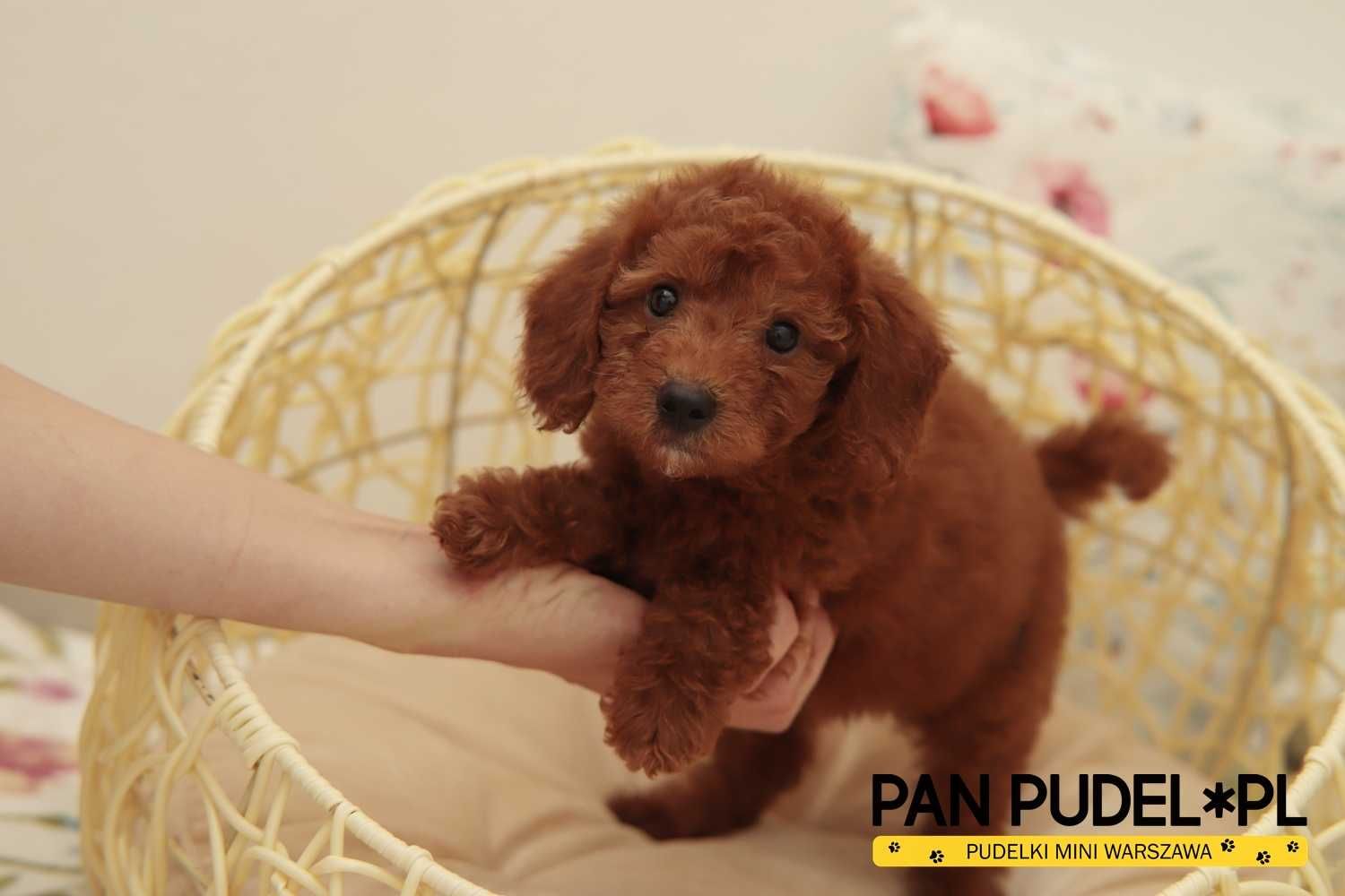 Pudel Toy/Mała Miniaturka Piesek Red Brown Już Do Odbioru
