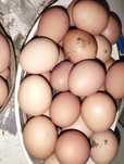 Ovos caseiros...