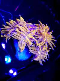 Euphyllia sp. / Koralowiec / Akwarystyka morska