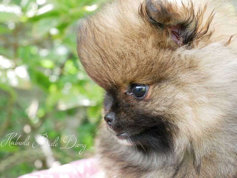 Szpic miniaturowy Pomeranian Boo Szpice Śląskie Rodowód Samiec