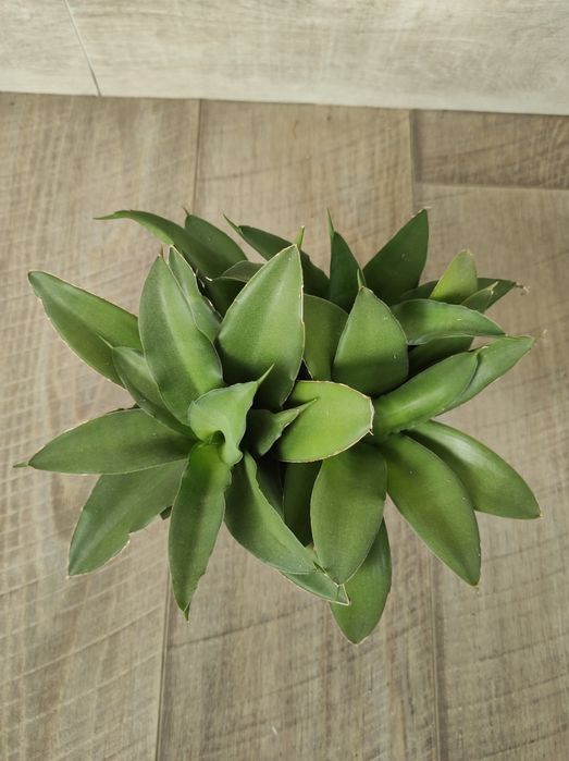 Сансевієрія Ханні Ігуана. 4 розетки в вазоні.