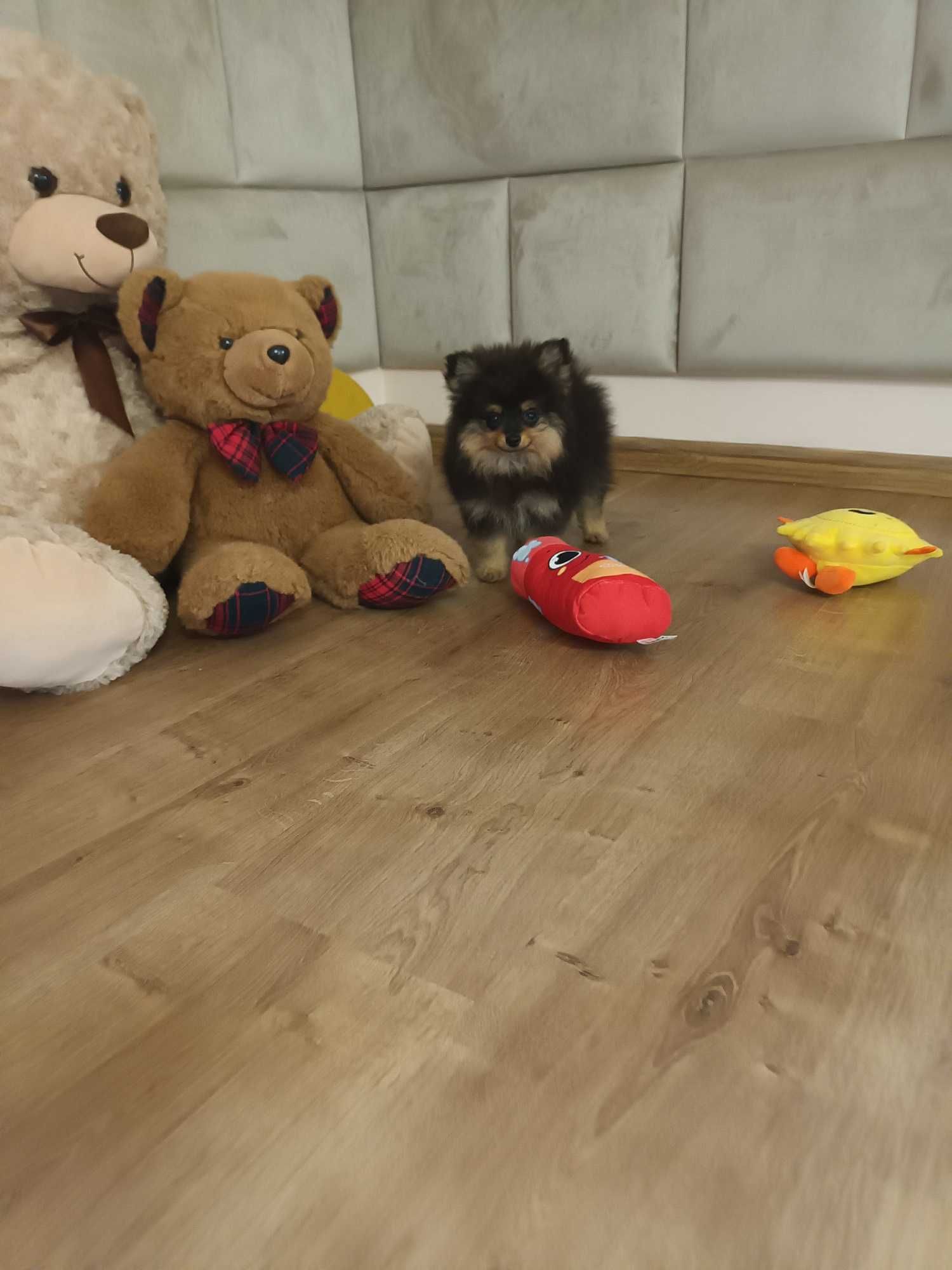 Szpic Miniaturowy