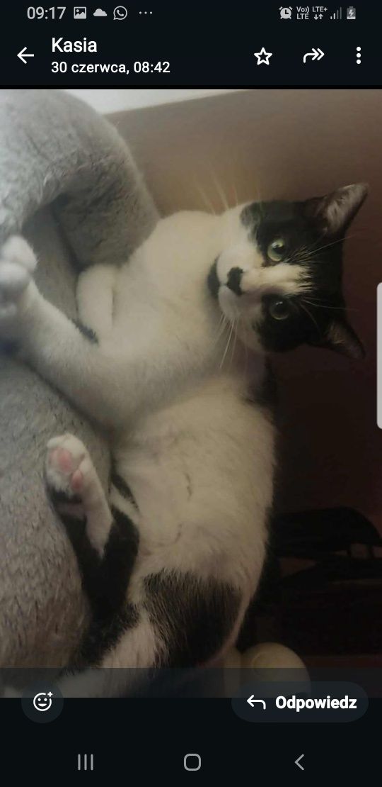 Oddam kotkę do adopcji