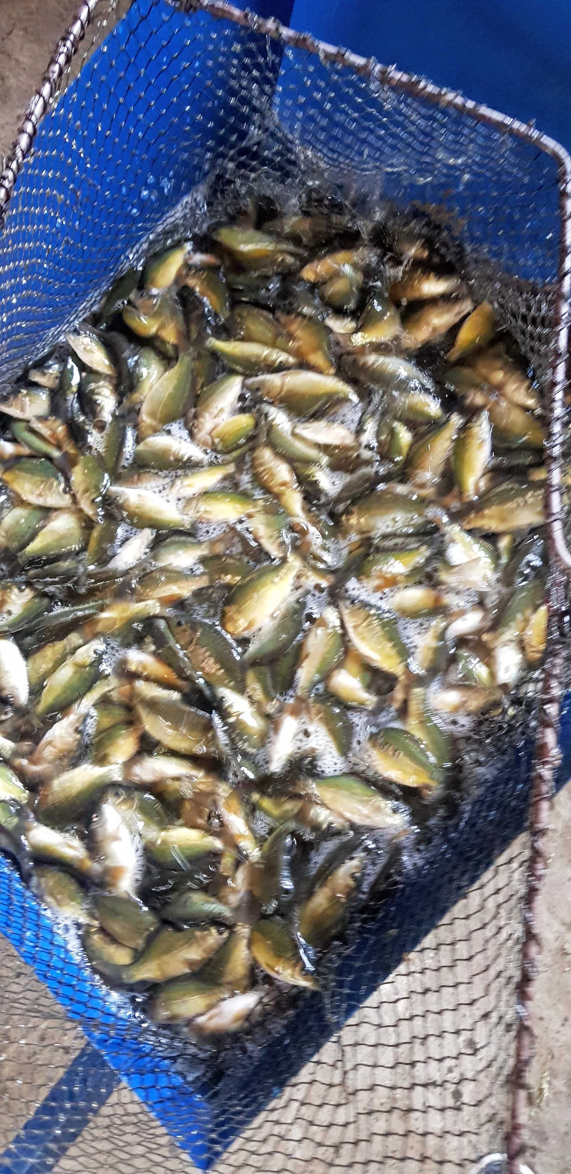 Karp Narybek Kroczek Karpia Lipcówka 12gr.