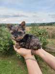 Szczeniak York, Yorkshire Terrier piesek